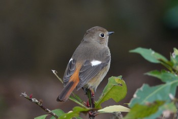 Daurian Redstart 台中都会公園(台湾) Sun, 1/28/2024