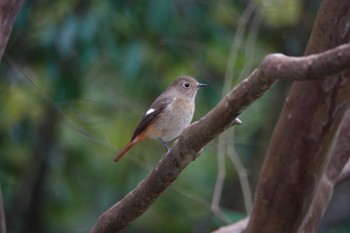 ジョウビタキ 台中都会公園(台湾) 2024年1月28日(日)