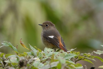 Daurian Redstart 台中都会公園(台湾) Sun, 1/28/2024