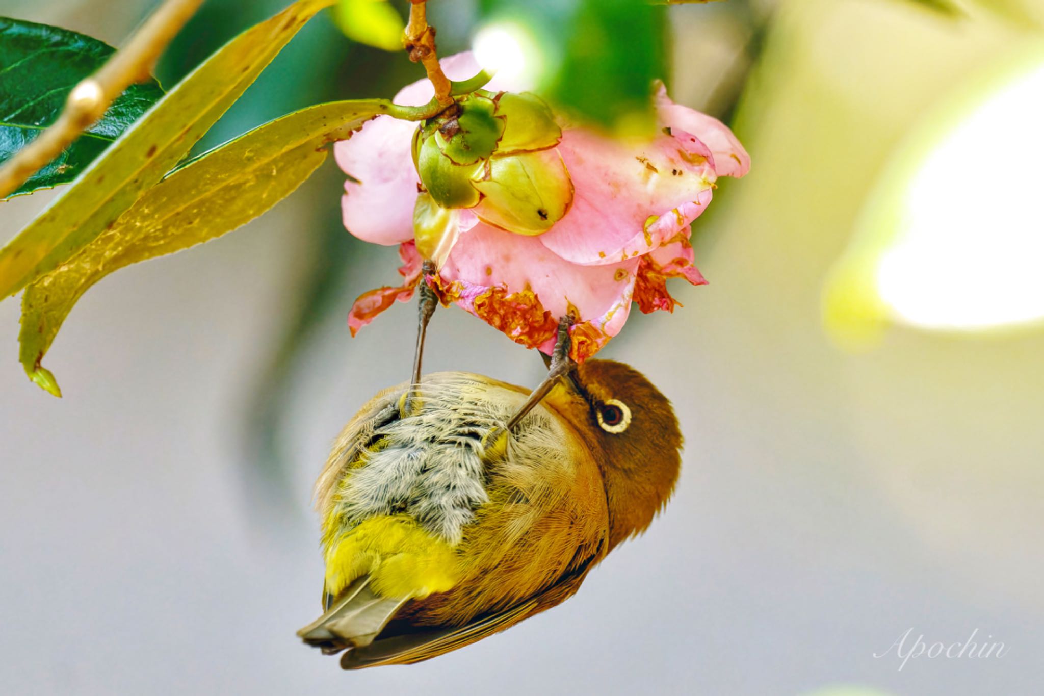 Photo of Warbling White-eye at 権現山(弘法山公園) by アポちん