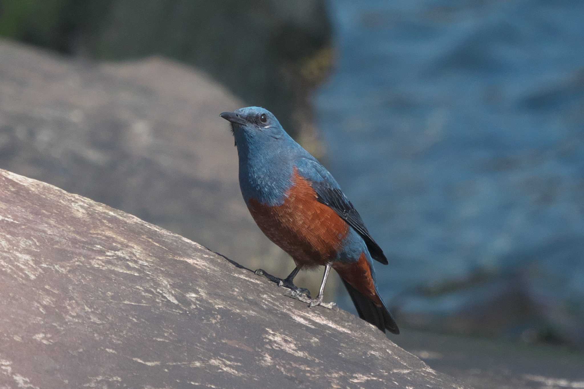 Blue Rock Thrush