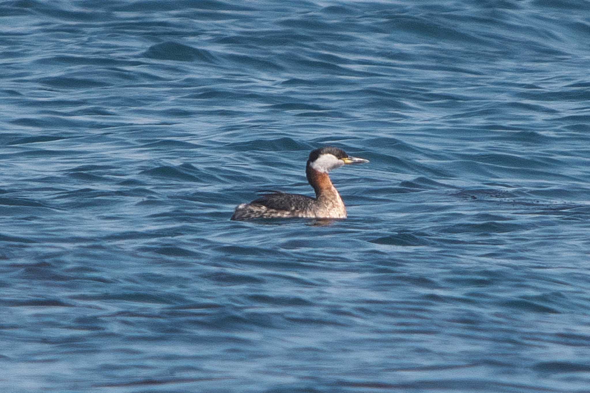 Photo of Red-necked Grebe at 浦賀港 by Y. Watanabe