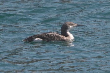 Fri, 3/15/2024 Birding report at 浦賀港