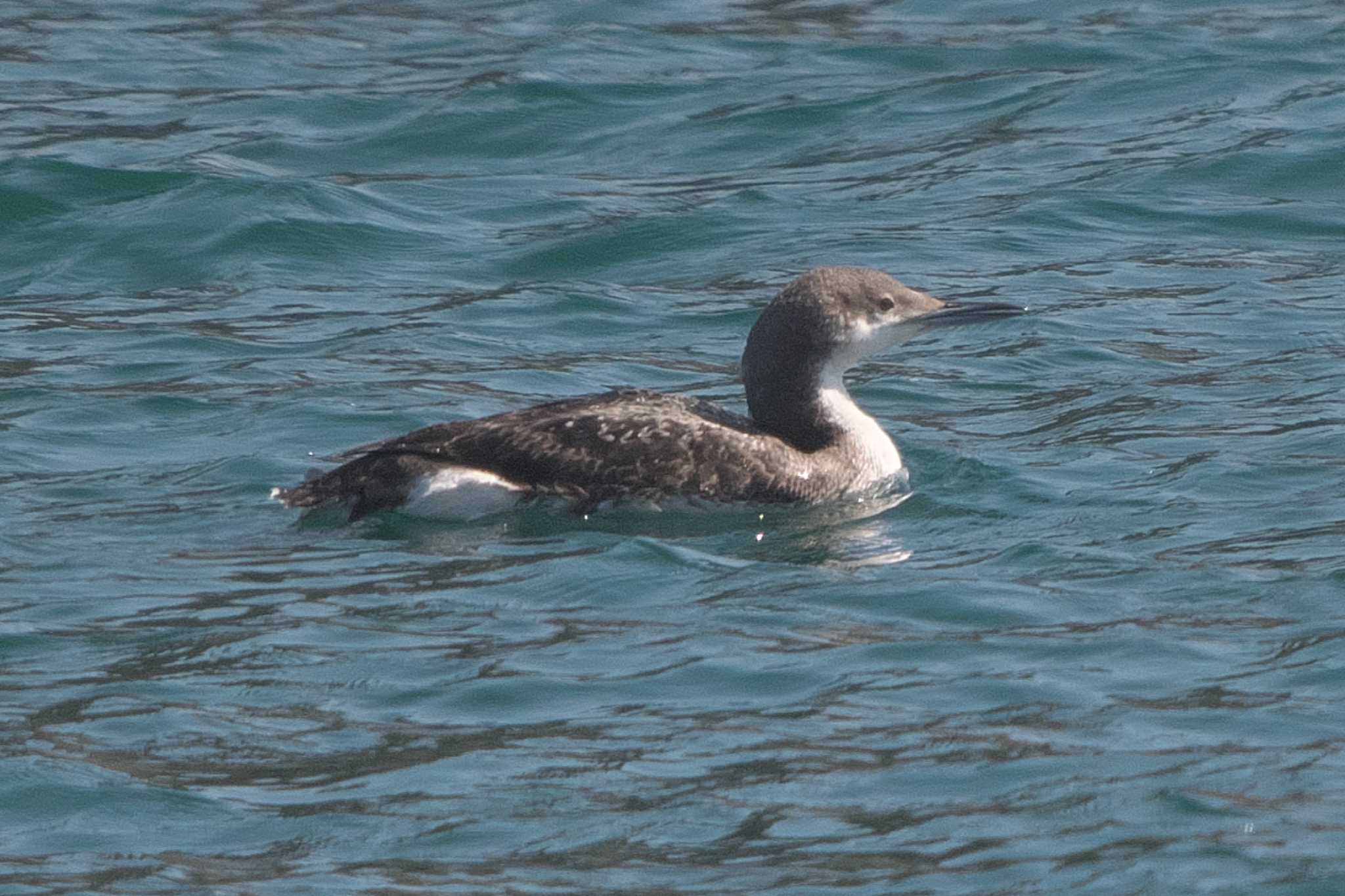 Photo of Black-throated Loon at 浦賀港 by Y. Watanabe