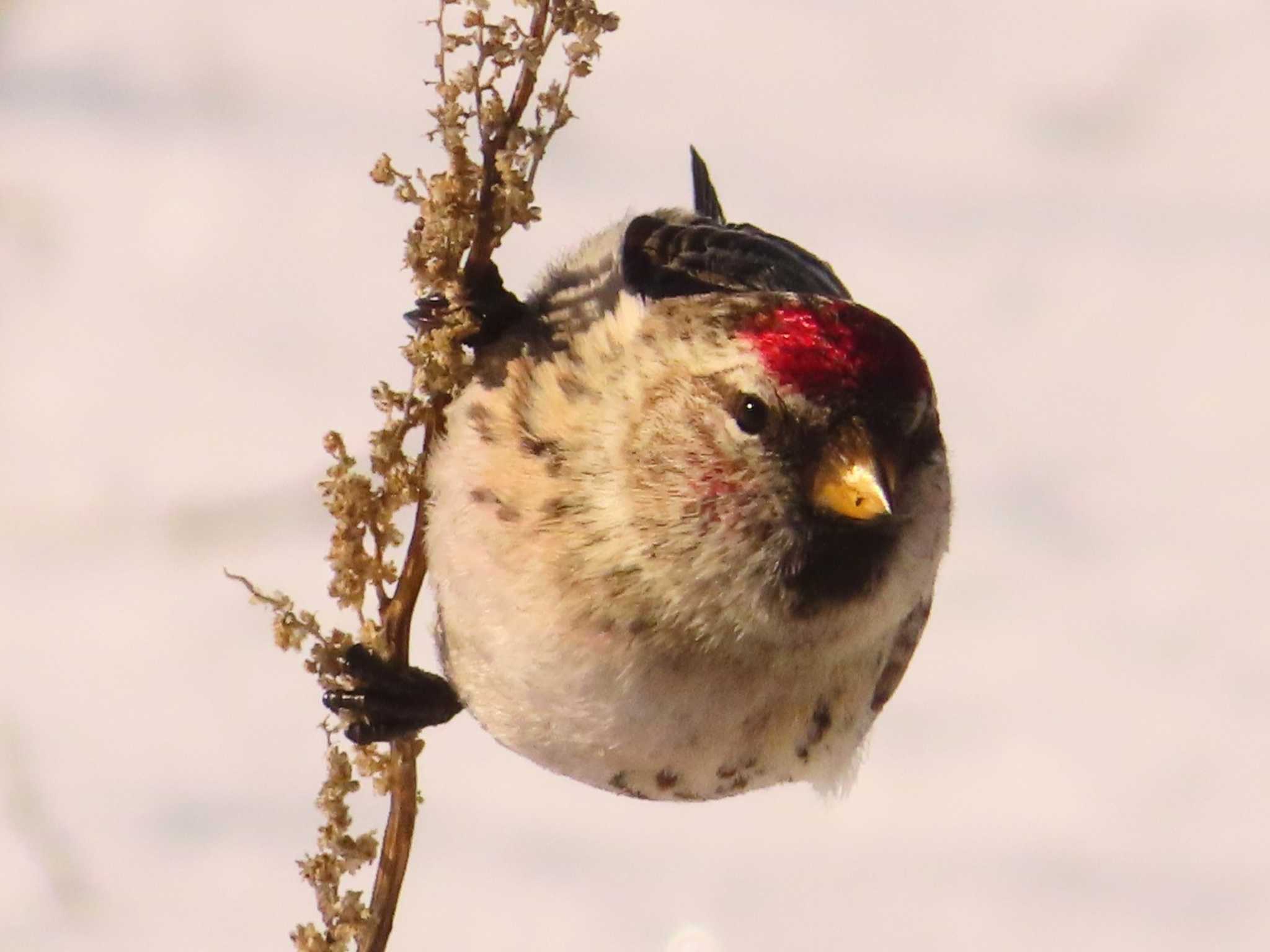 Photo of Common Redpoll at 鵡川河口 by ゆ