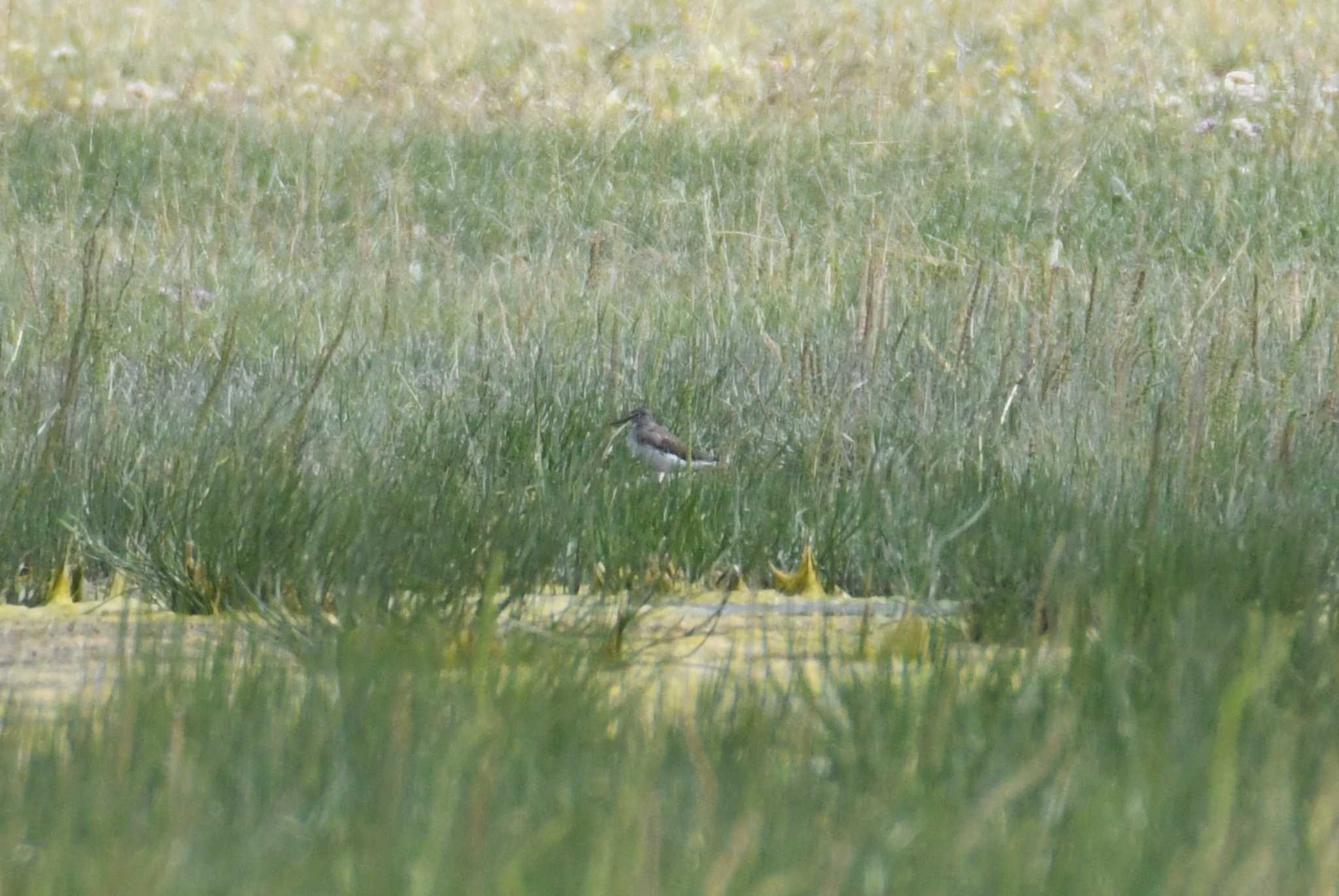 Photo of Green Sandpiper at 中央ゴビ by あひる