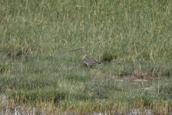 Black-tailed Godwit 中央ゴビ Sun, 8/27/2023