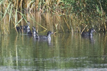 Eurasian Coot 中央ゴビ Sun, 8/27/2023