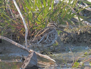 2024年3月15日(金) 愛知県愛西市立田町の野鳥観察記録