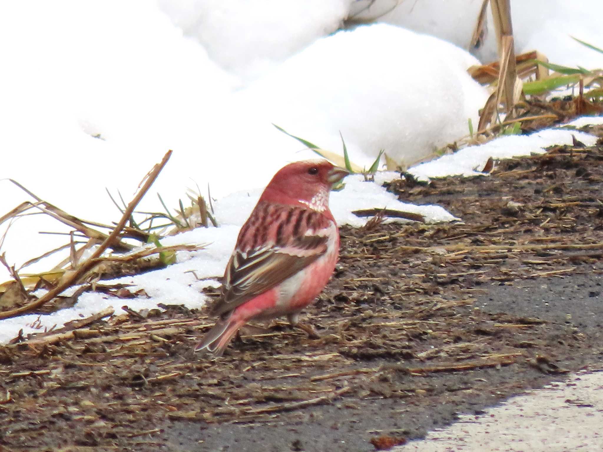 Pallas's Rosefinch