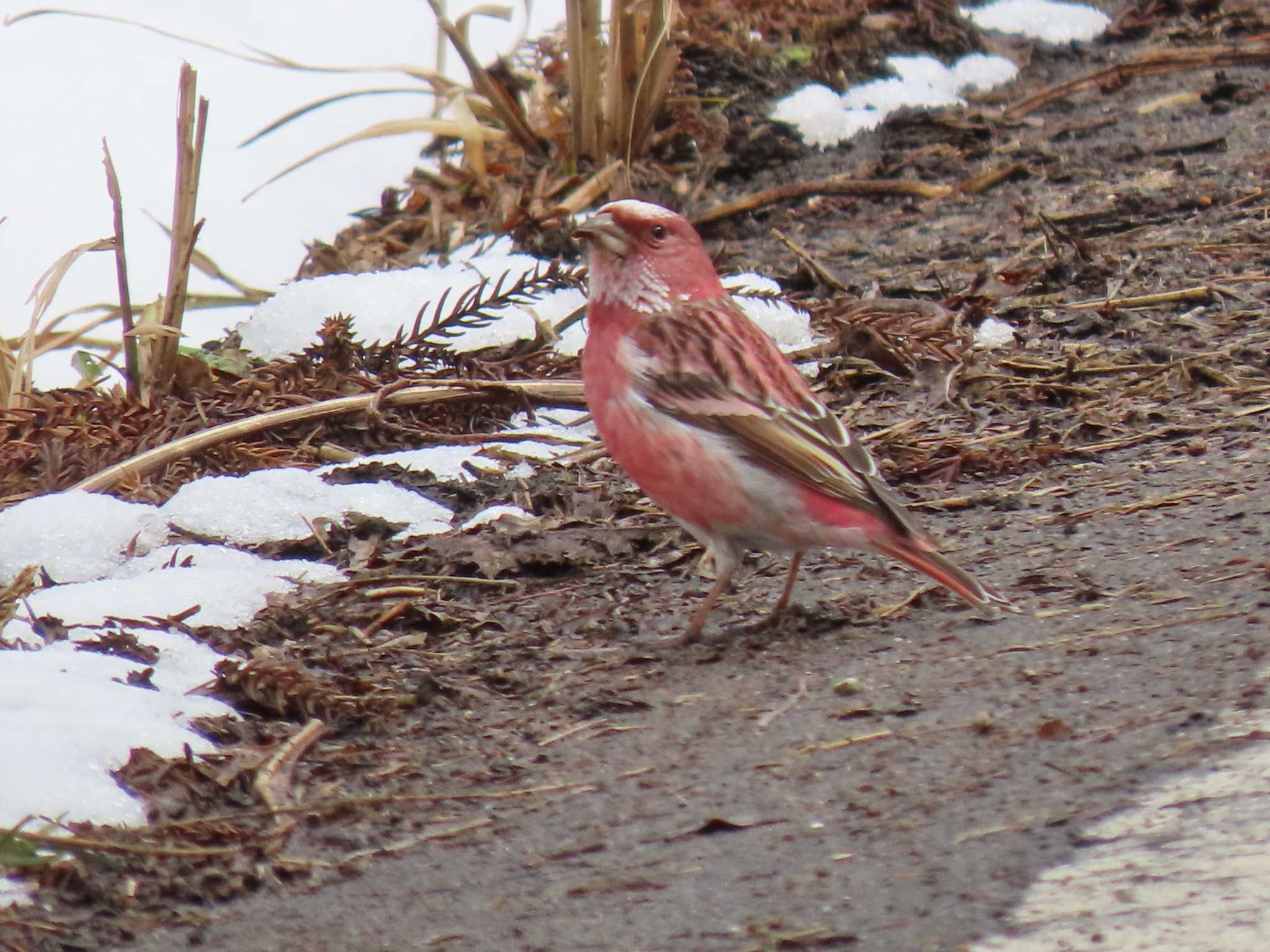 Pallas's Rosefinch