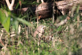 Japanese Night Heron 東京都 Wed, 3/13/2024