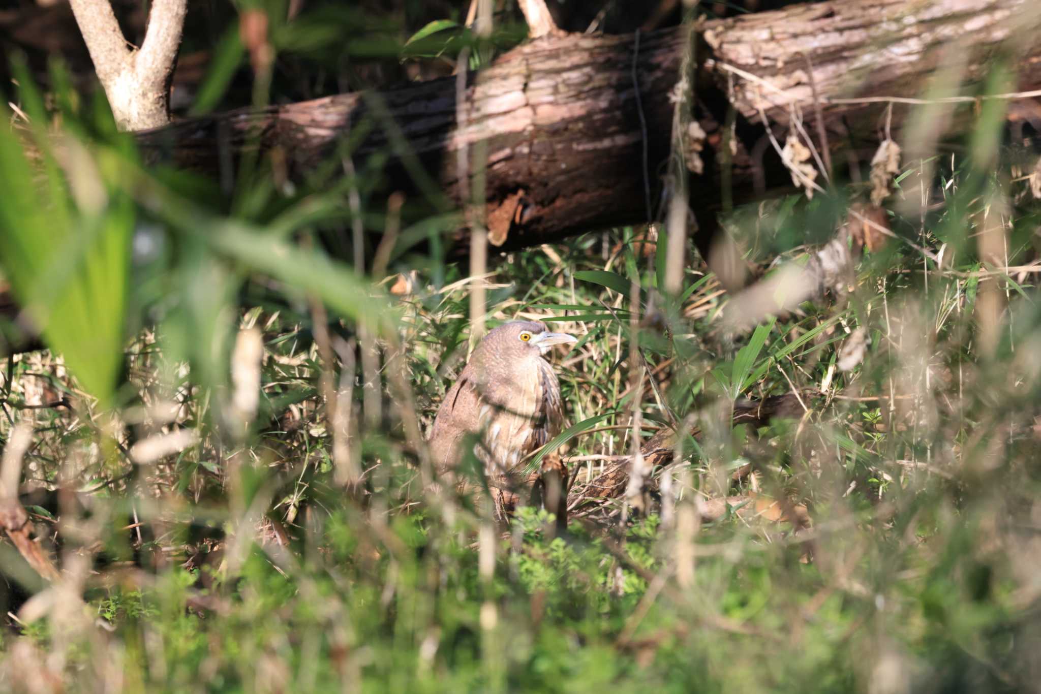 Photo of Japanese Night Heron at 東京都 by マイク