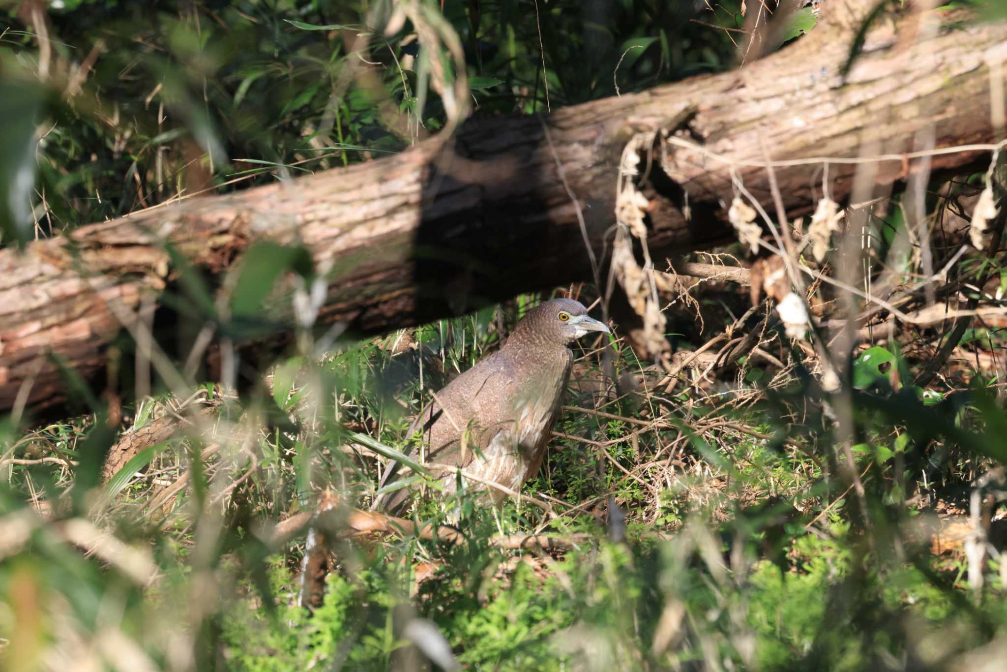 Photo of Japanese Night Heron at 東京都 by マイク