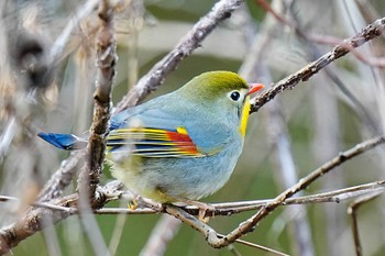 Red-billed Leiothrix 岩屋堂公園 Fri, 3/15/2024