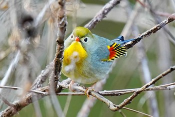 Red-billed Leiothrix 岩屋堂公園 Fri, 3/15/2024