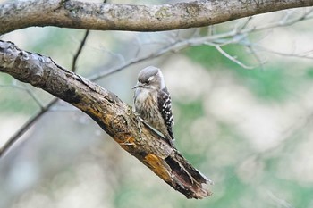 Japanese Pygmy Woodpecker 岩屋堂公園 Fri, 3/15/2024