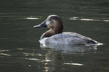 ホシハジロ 井の頭公園 2024年3月15日(金)