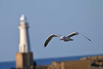 Vega Gull Choshi Fishing Port Sun, 3/3/2024