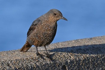 Blue Rock Thrush Choshi Fishing Port Sun, 3/3/2024