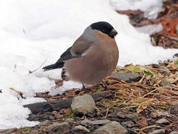 Eurasian Bullfinch 泉ヶ岳 Fri, 3/15/2024