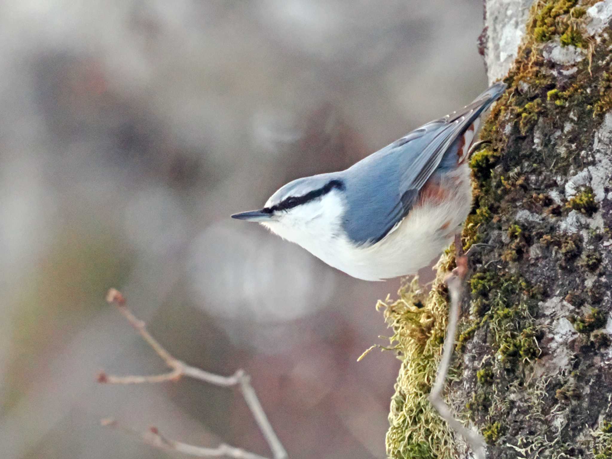 Photo of Eurasian Nuthatch at 泉ヶ岳 by ぴーさん