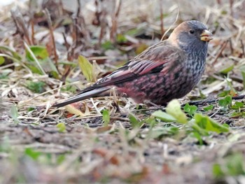 Asian Rosy Finch 泉ヶ岳 Fri, 3/15/2024