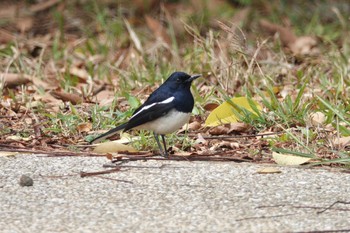 Oriental Magpie-Robin 台中都会公園(台湾) Sun, 1/28/2024