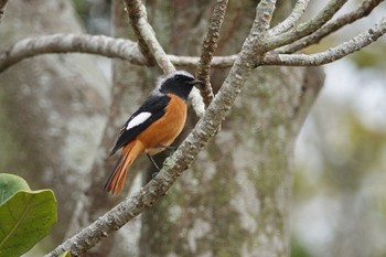 Daurian Redstart 台中都会公園(台湾) Sun, 1/28/2024