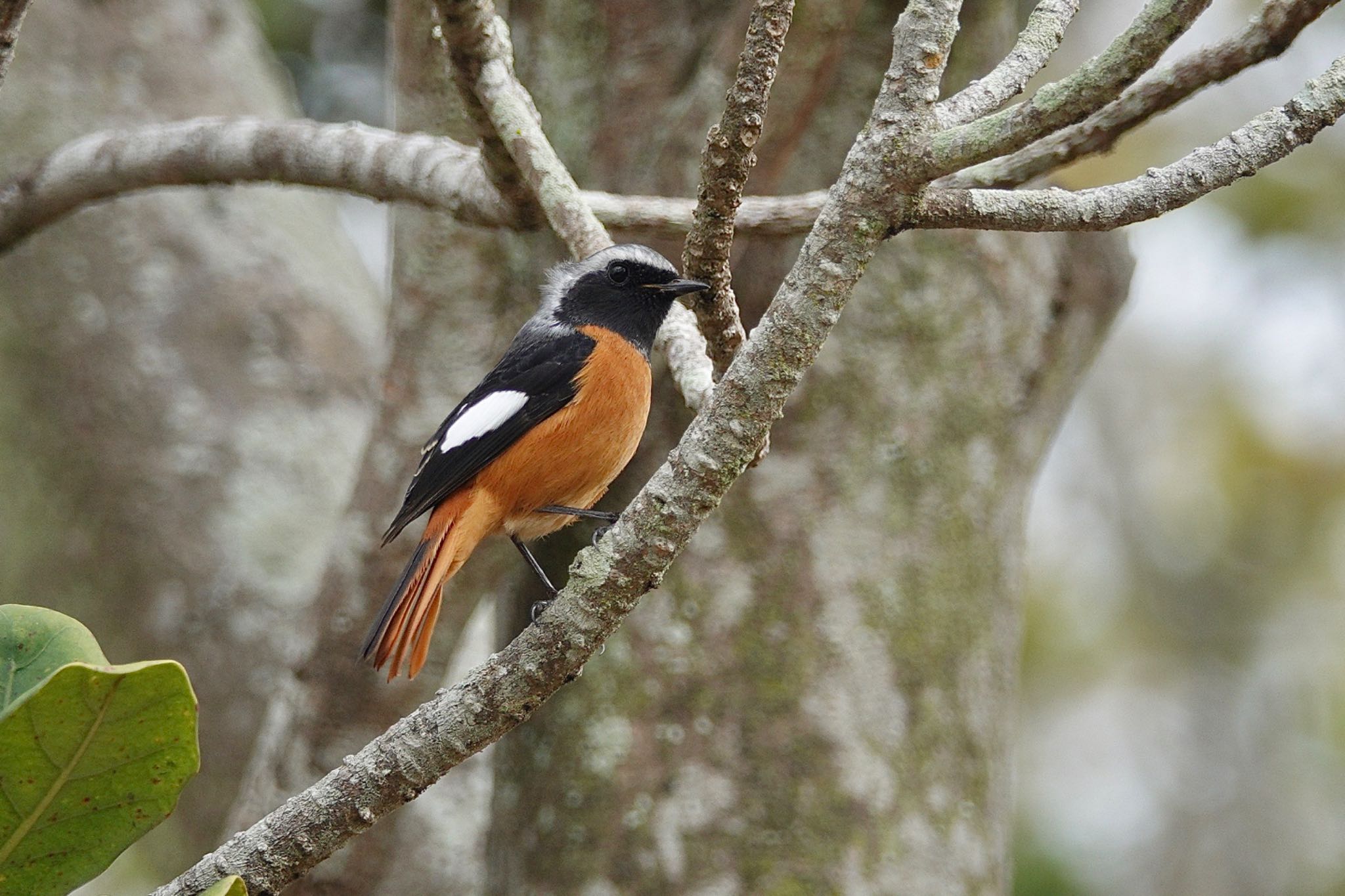 Daurian Redstart