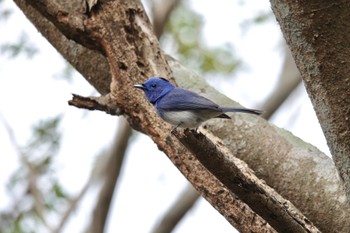 Black-naped Monarch 台中都会公園(台湾) Sun, 1/28/2024