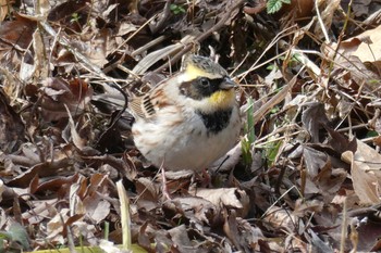 Yellow-throated Bunting 多摩森林科学園 Wed, 1/25/2023