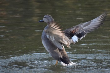 2024年3月15日(金) 皇居の野鳥観察記録