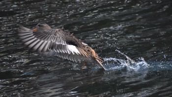 Gadwall Imperial Palace Fri, 3/15/2024