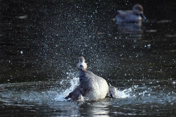 Gadwall Imperial Palace Fri, 3/15/2024