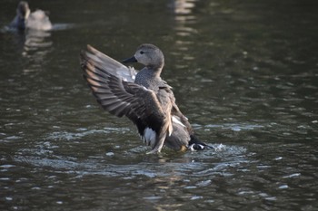 Gadwall Imperial Palace Fri, 3/15/2024