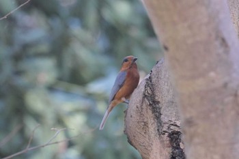 Varied Tit Mizumoto Park Mon, 3/11/2024