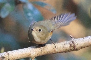 Red-flanked Bluetail Mizumoto Park Mon, 3/11/2024