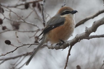 Bull-headed Shrike Mizumoto Park Mon, 3/11/2024