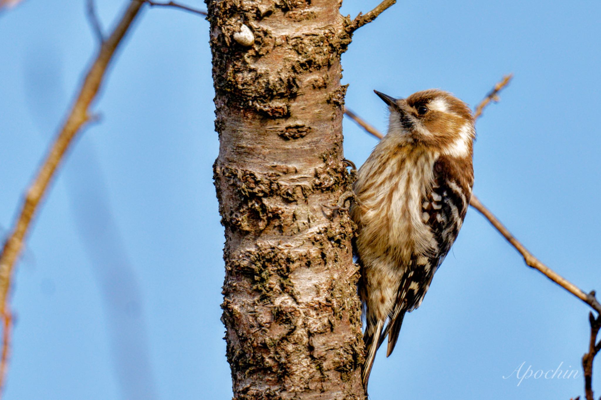 Japanese Pygmy Woodpecker