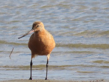 Bar-tailed Godwit Five Dock, NSW, Australia Fri, 3/15/2024