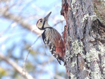 White-backed Woodpecker 軽井沢 Fri, 3/15/2024