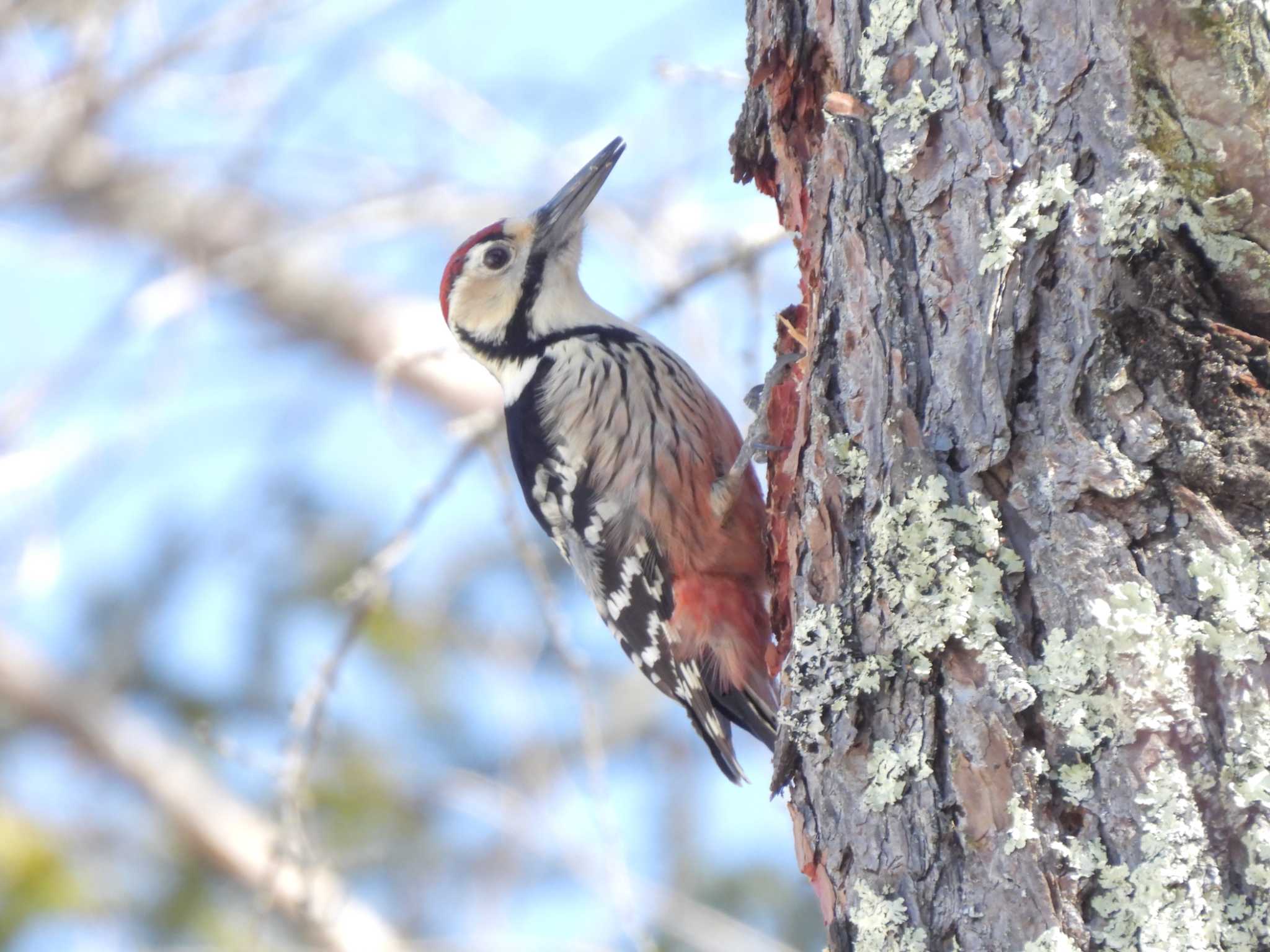 Photo of White-backed Woodpecker at 軽井沢 by mashiko