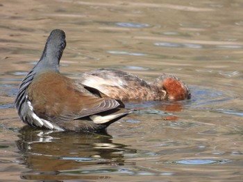 Common Moorhen 打上川治水緑地 Sun, 3/10/2024