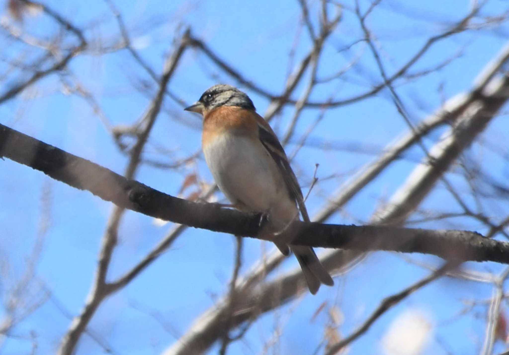 Photo of Brambling at 山梨県森林公園金川の森(山梨県笛吹市) by TOM57