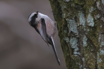 Long-tailed Tit 野川公園 Sat, 2/10/2024