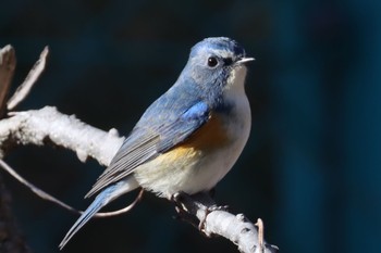 Red-flanked Bluetail 八王子市 Sun, 3/3/2024