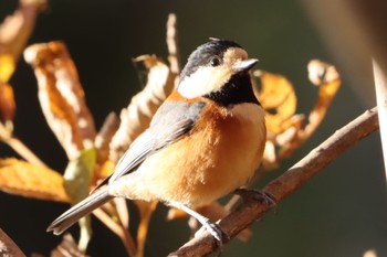 Varied Tit 小山内裏公園 Sun, 12/10/2023