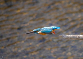 Common Kingfisher 恩田川(高瀬橋付近) Fri, 3/15/2024