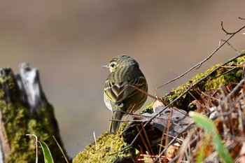 Olive-backed Pipit 三河湖園地 Wed, 3/13/2024